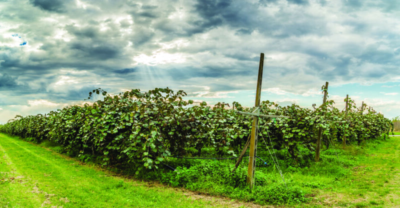 Growing Hardy and Variegated Kiwi Fruit